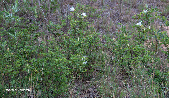Bauhinia petersiana macrantha
