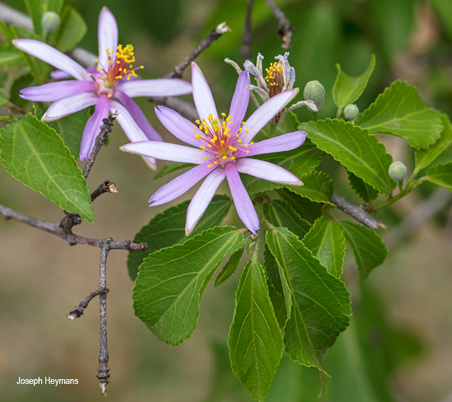 Grewia occidentalis