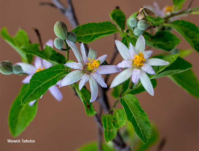 Grewia occidentalis