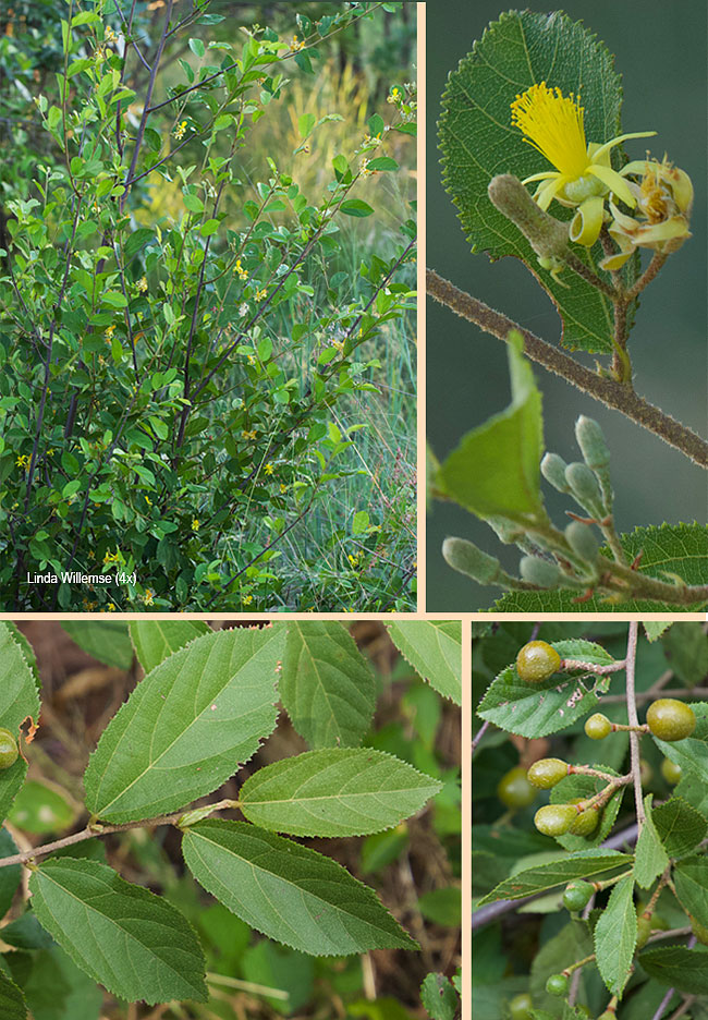 Grewia retinervis
