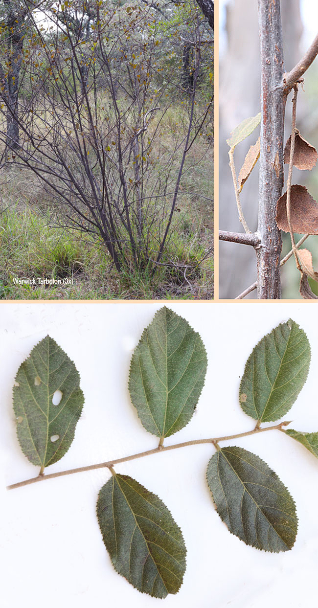 Grewia retinervis