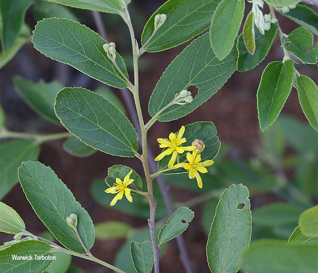 Grewia rogersii