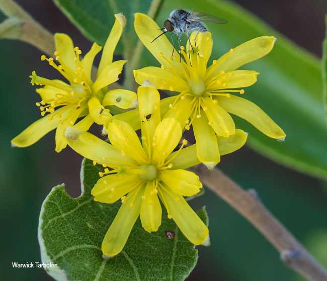 Grewia rogersii