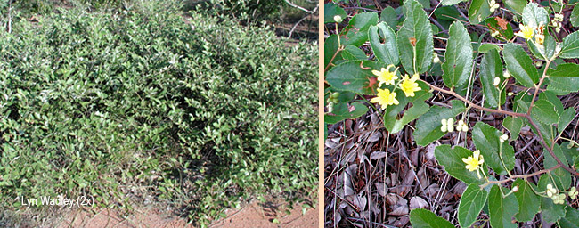 Grewia rogersii