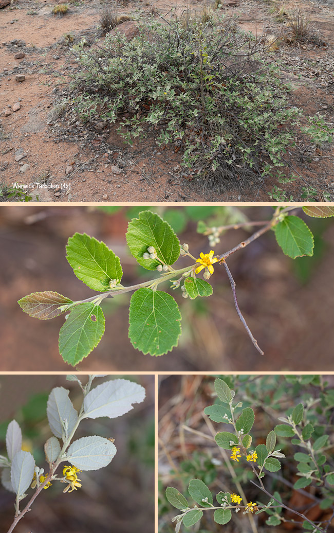 Grewia rogersii