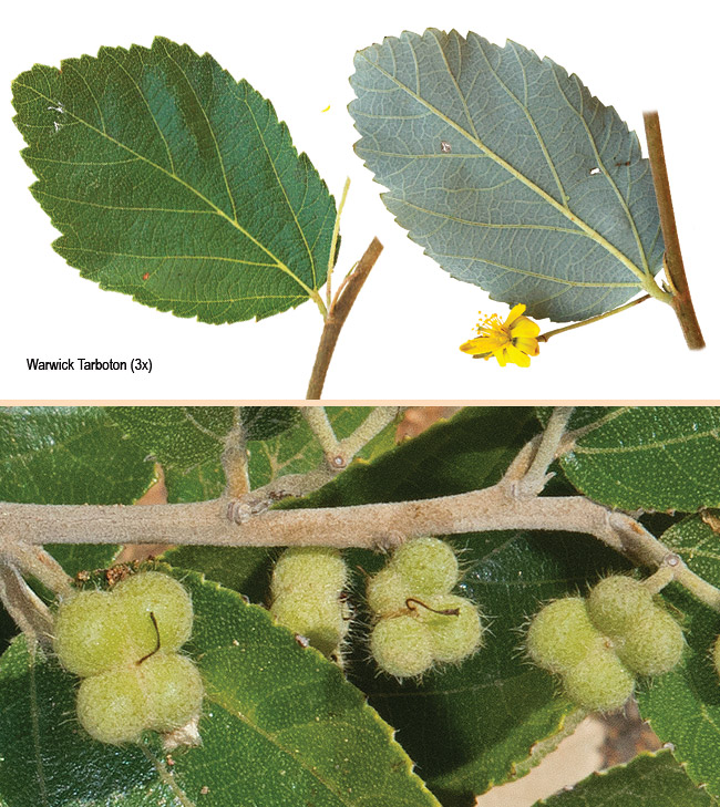 Grewia rogersii