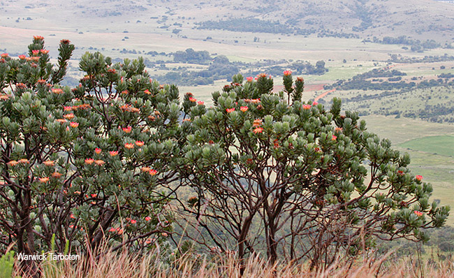 Protea roupelliae roupelliae