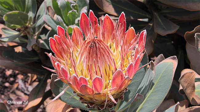 Protea roupelliae roupelliae