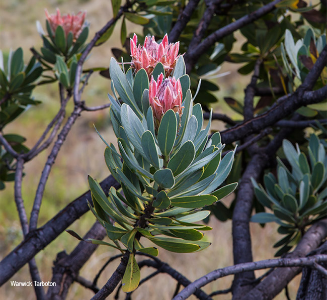 Protea roupelliae roupelliae