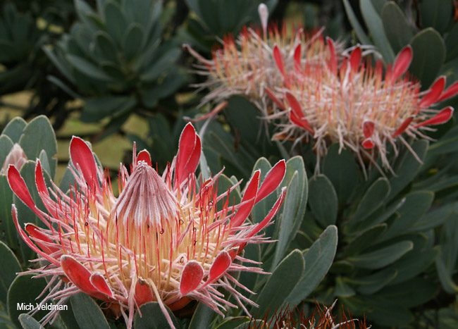 Protea roupelliae roupelliae
