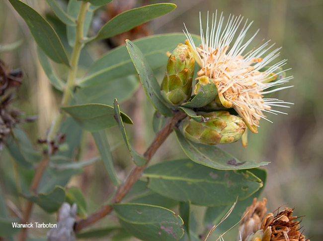 Protea welwitschii flower