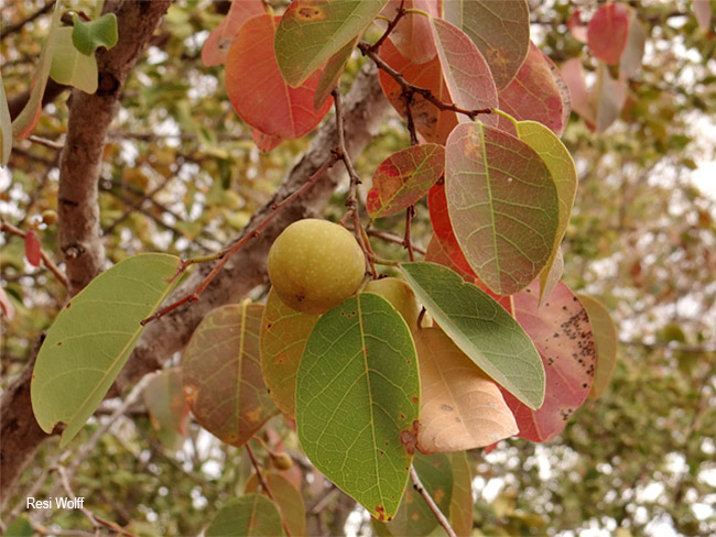 Pseudolachnostylis maprouneifolia