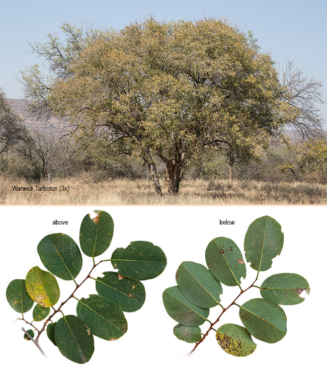 Pseudolachnostylis maprouneifolia