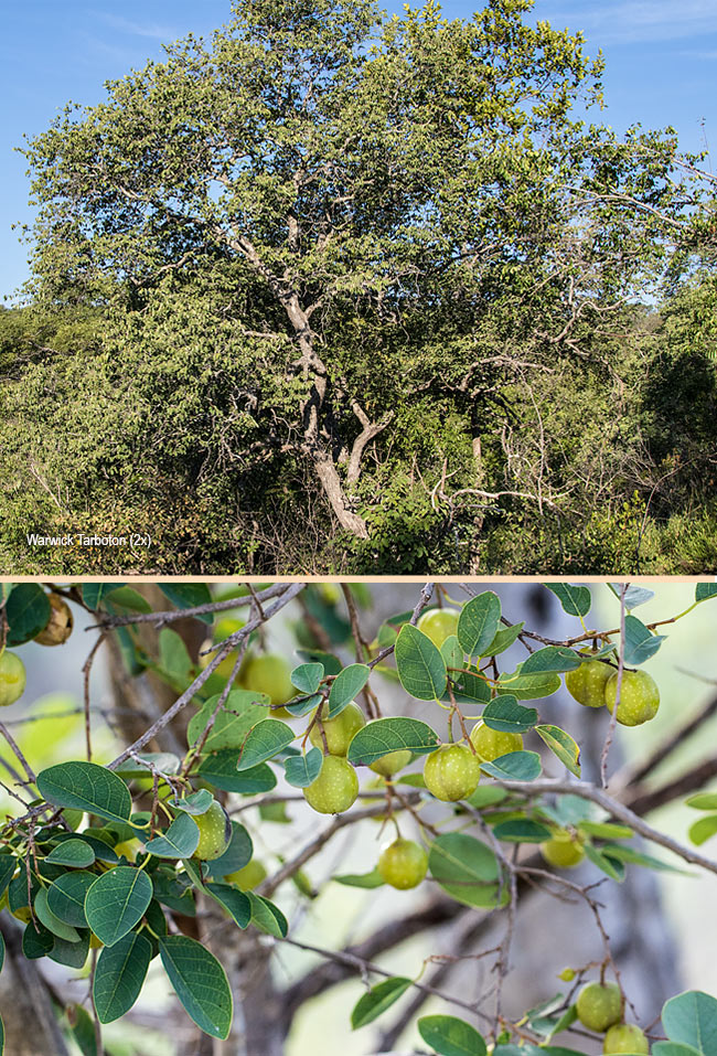 Pseudolachnostylis maprouneifolia