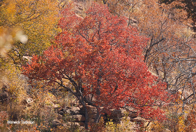 Pseudolachnostylis maprouneifolia