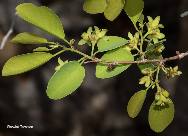Pseudolachnostylis maprouneifolia
