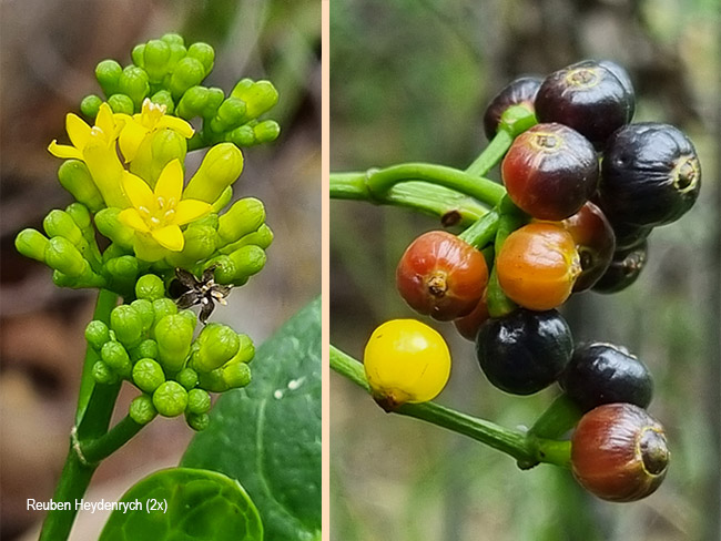 Psychotria capensis