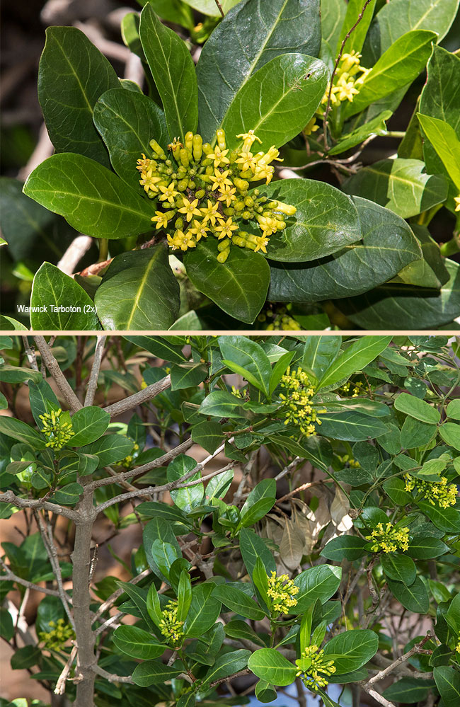 Psychotria capensis