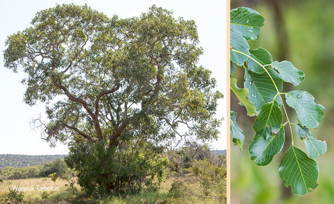 Pterocarpus rotundifolius