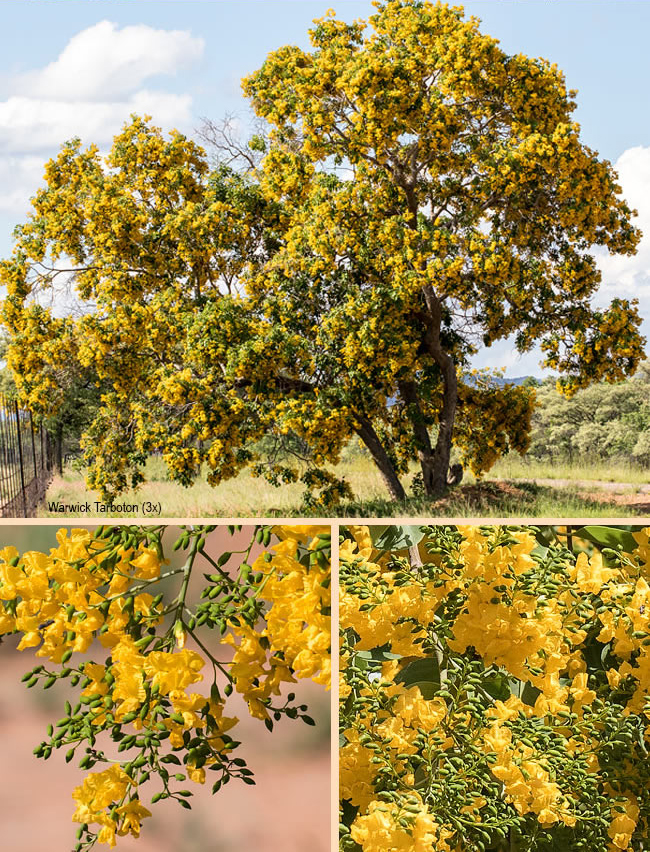 Pterocarpus rotundifolius rotundifolius