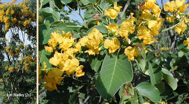 Pterocarpus rotundifolius rotundifolius