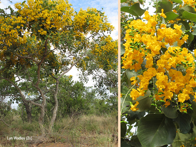 Pterocarpus rotundifolius