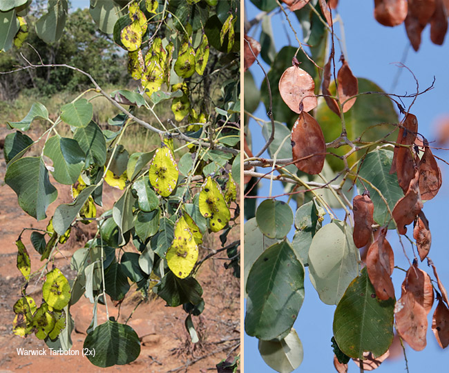 Pterocarpus rotundifolius