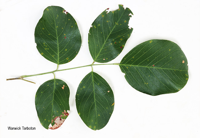 Pterocarpus rotundifolius