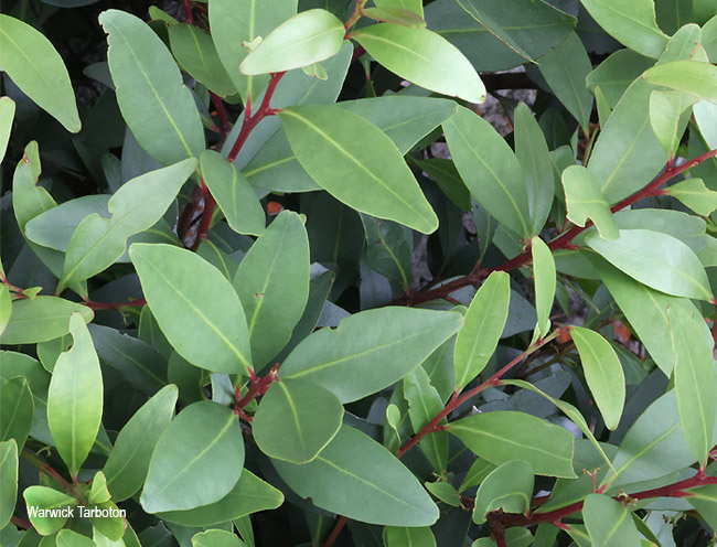 Pterocelastrus echinatus