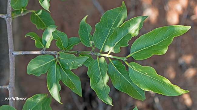 Psydrax lividus
